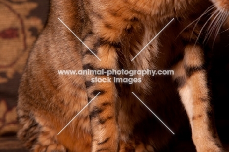 Bengal markings