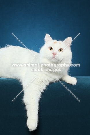 Turkish Van