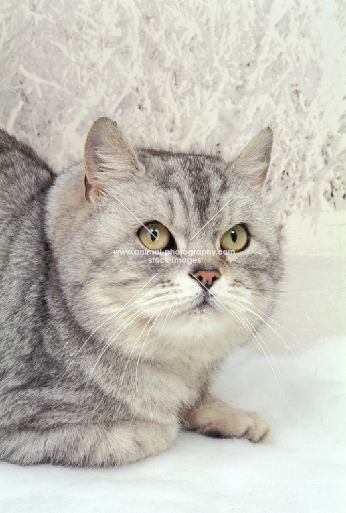 British Shorthair in snow