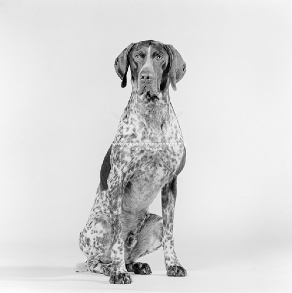 Animal Photography German Shorthaired Pointer Sitting On White