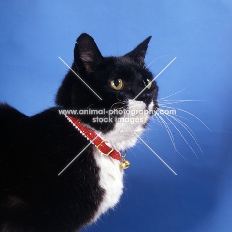 black cat with white cheeks and chest wearing a collar