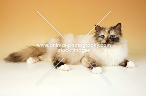 seal tortie birman