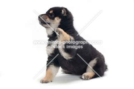 black and tan coloured Shiba Inu puppy, one leg up