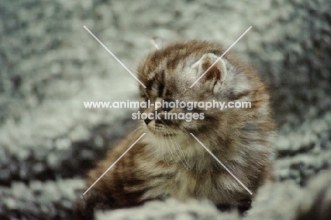 cute Scottish Fold kitten on rug