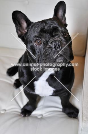 French Bulldog