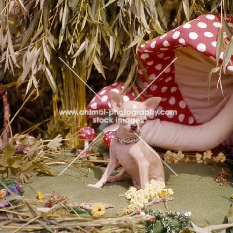 chihuahua puppy sitting with imitation toadstools