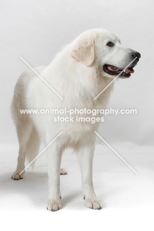 Champion Maremma Sheepdog