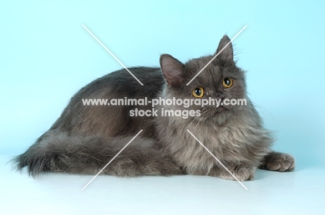 longhaired blue non pedigree cat lying down