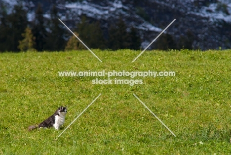 black and white cat in field