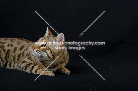 side view of a Bengal male cat on black background, studio shot