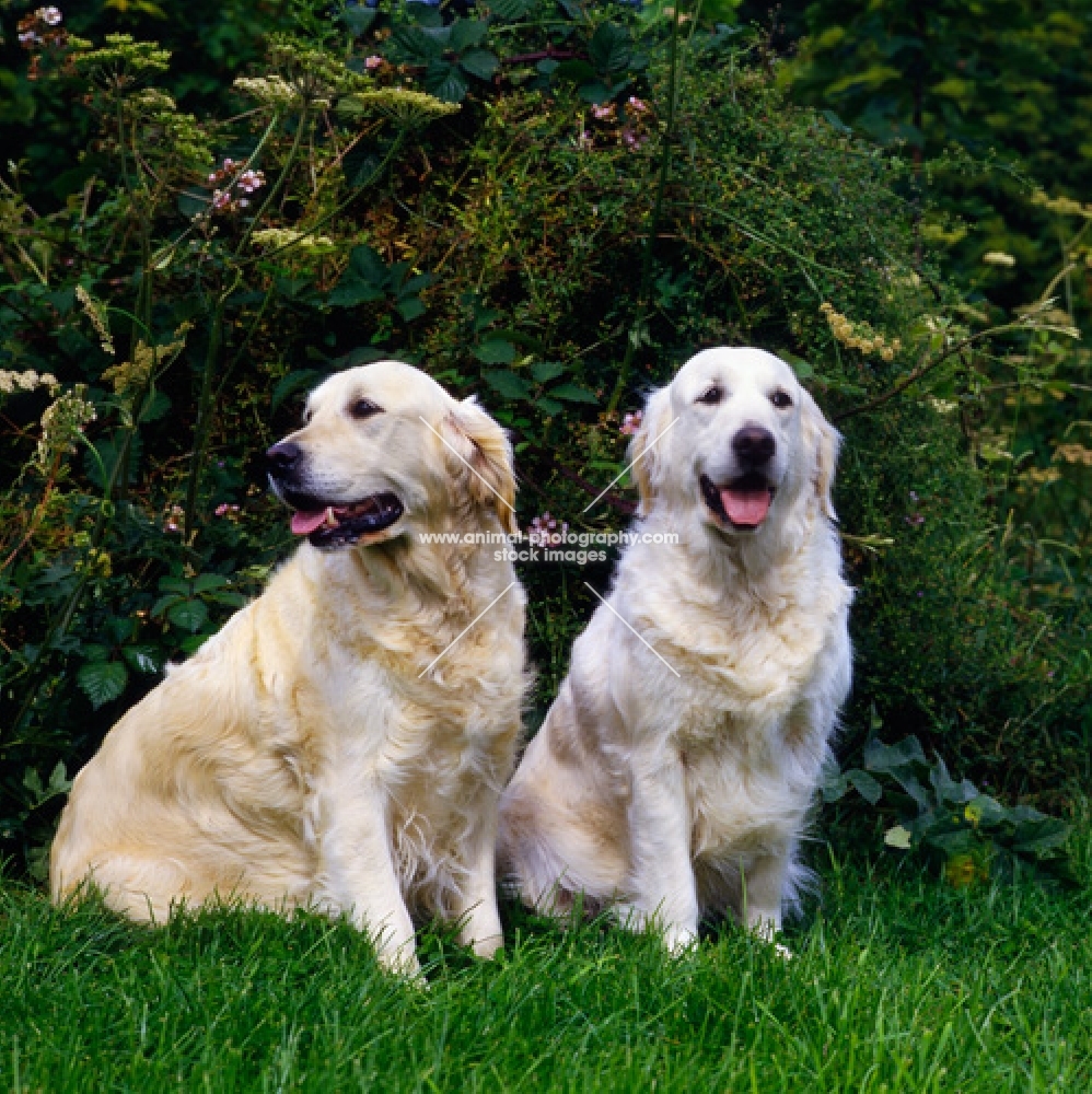 two golden retrievers from westley sitting on grass