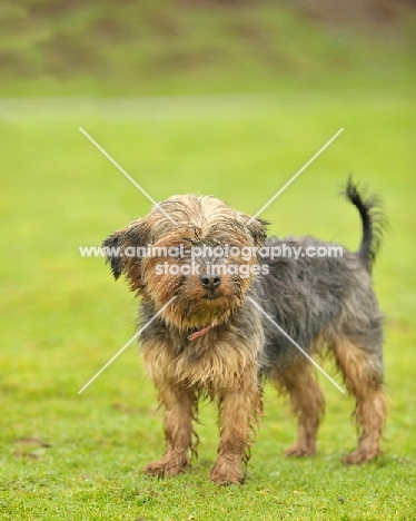 shaggy yorkie