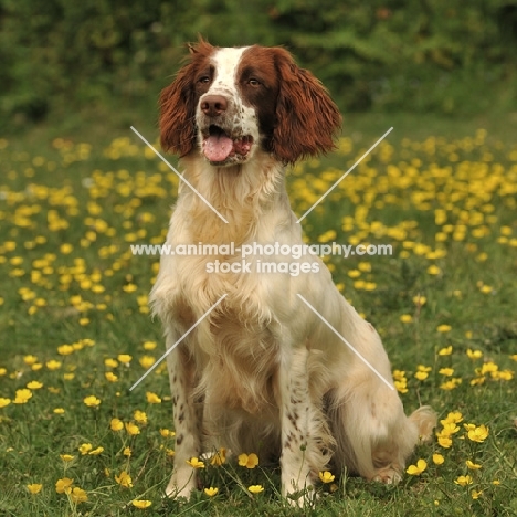 English Springer Spaniel in field