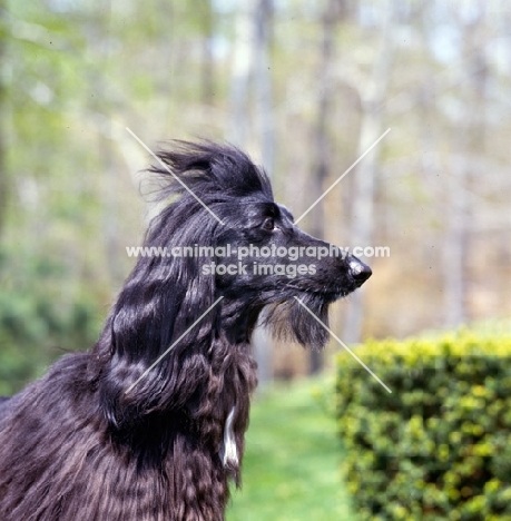 afghan hound head shot