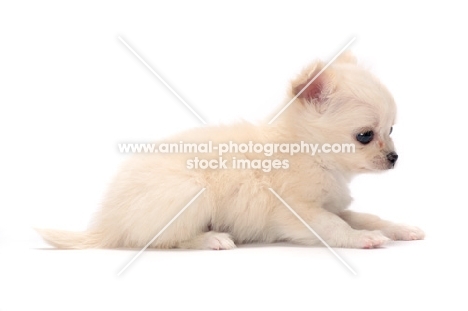 smooth coated Chihuahua puppy lying down on white background