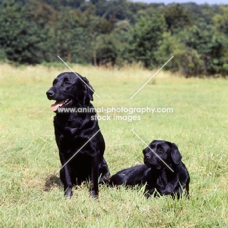 two black labradors in grass