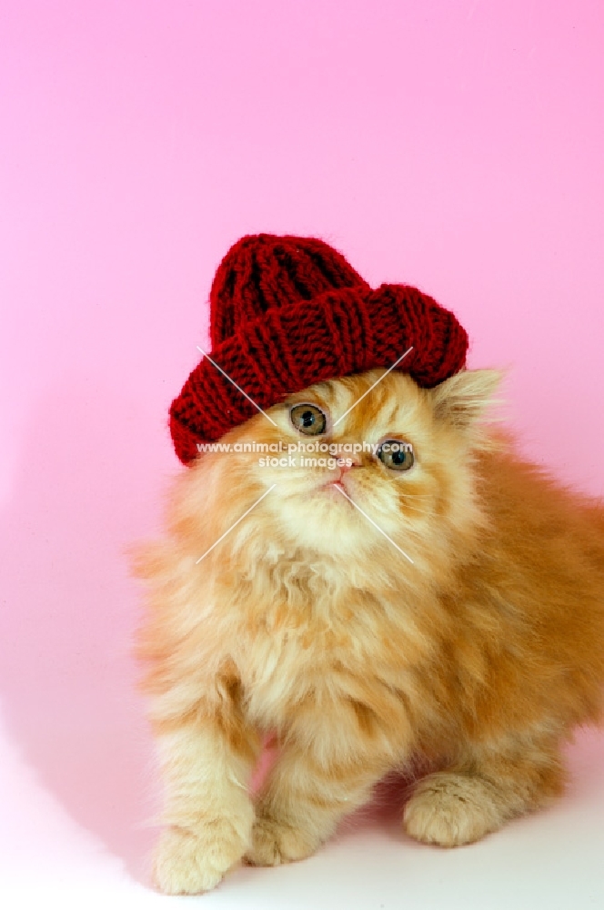 red Persian kitten with a hat on