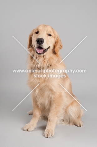 Golden Retriever sitting on grey studio background, smiling.