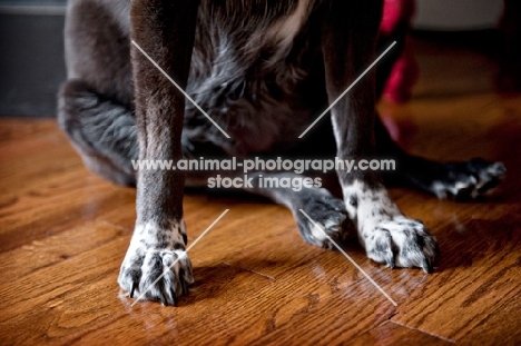 detail of speckled black and white dog paws