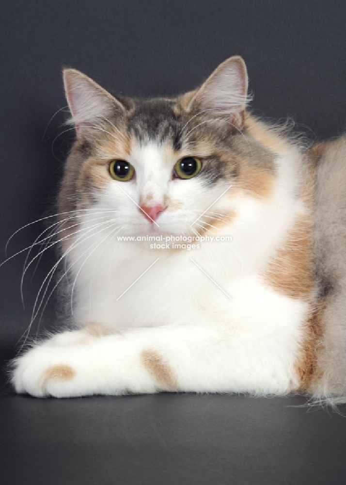 Blue Classic Torbie & White Norwegian Forest Cat, portrait