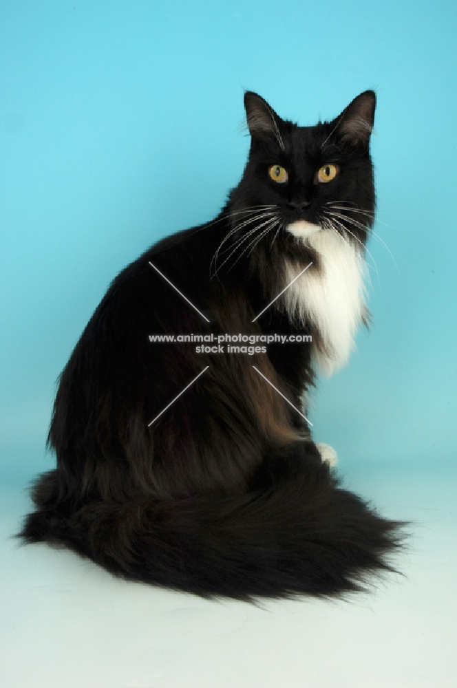 black and white main coon cat, sitting