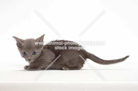 Russian Blue kitten lying on white background