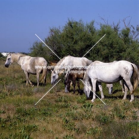 group of Camargue mares and foals grazing