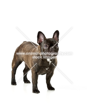 French Bulldog on white