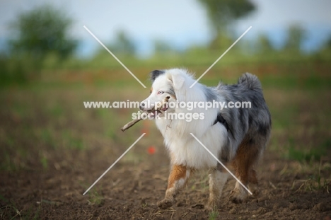 blue merle australian shepherd walking in a field carrying a stick