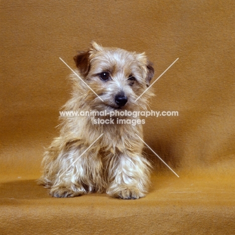 norfolk terrier sitting on brown background