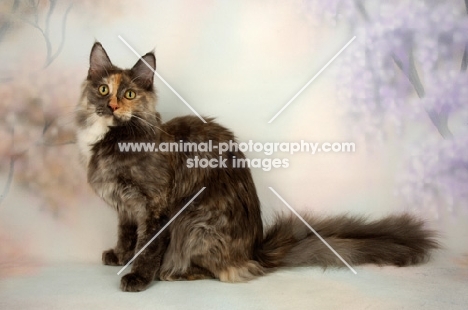 blue cream maine coon cat 