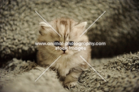 Scottish Fold kitten on rug