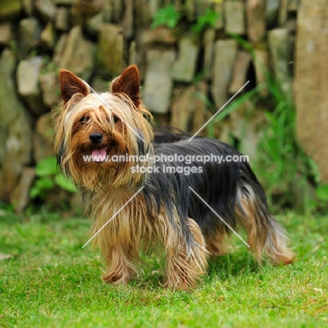 Yorkshire Terrier standing on grass