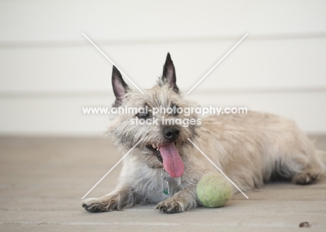 Wheaten Cairn terrier lying on deck, resting from playing.