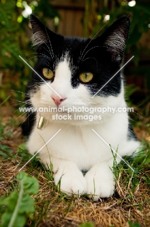 bi-coloured short haired cat in garden