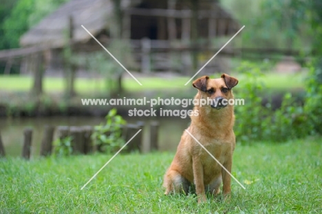 small mongrel dog sitting in the grass