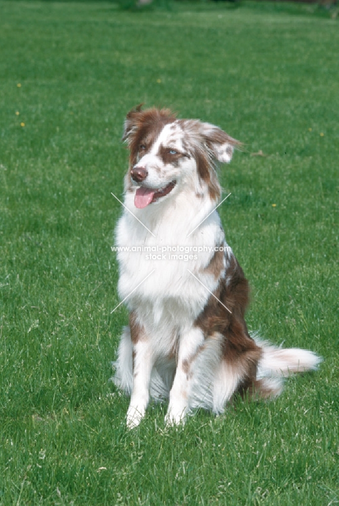 australian shepherd dog, sitting on grass