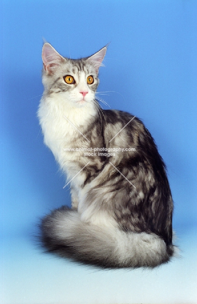 silver tabby and white Maine Coon, sitting on blue background