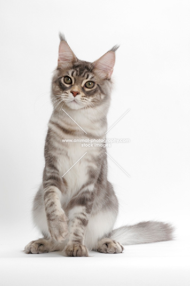 Blue Silver Classic Tabby Maine Coon