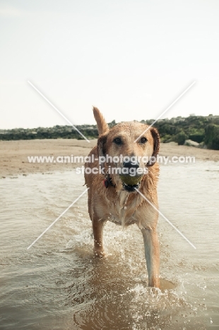 mongrel (non pedigree dog) on beach