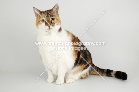 non pedigree tortie and white cat on white background