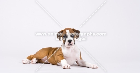 Boxer puppy lying down