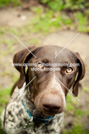 German Shorthaired Pointer portrait