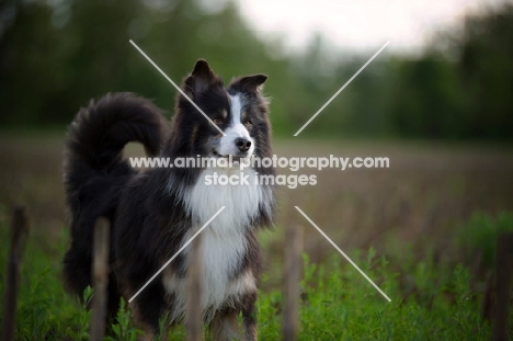 black tricolor australian shepherd in a field