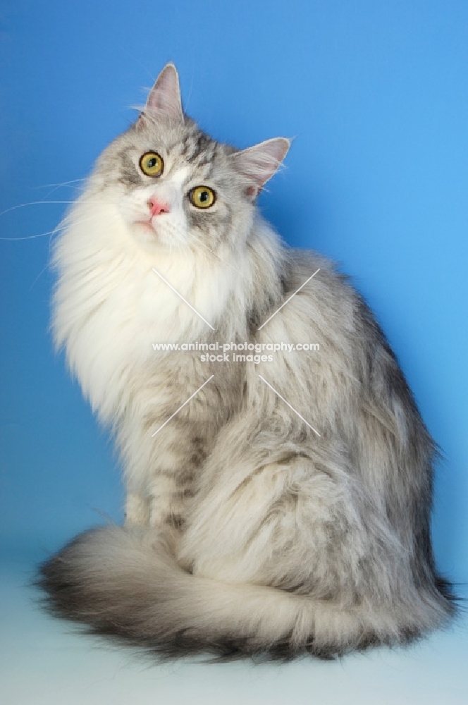 silver and white maine coon cat sitting