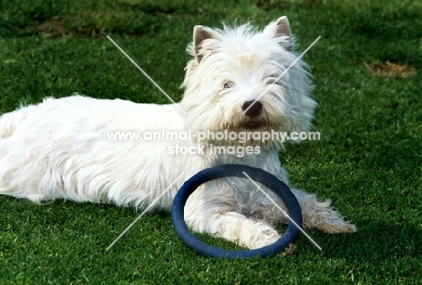 west highland white terrier on lawn with rubber ring