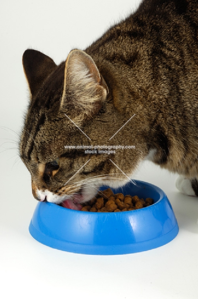 tabby cat eating from blue bowl