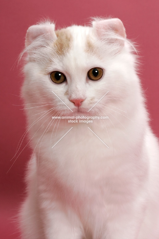 Cream Silver Mackerel Tabby & White, American Curl Longhair, portrait