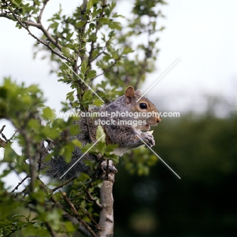 tame grey squirrel, trained as a model and film star, in a tree eating a reward