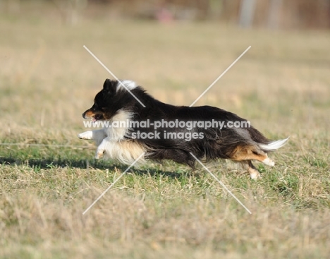 dog running in countryside